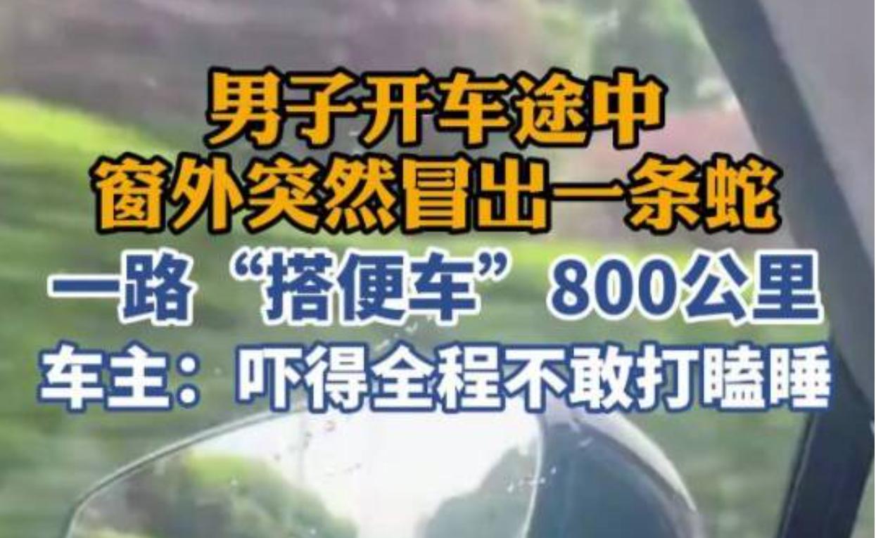 江西宜春欧阳先生在长途自驾途中遇见一桩特殊经历：一条长蛇贴附在车身外侧随车行进数