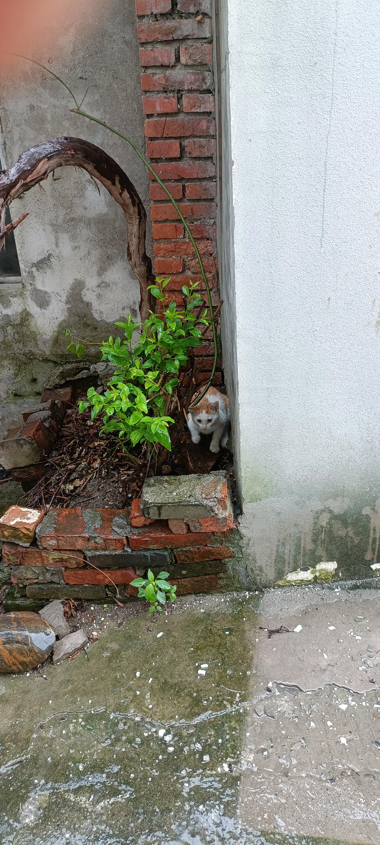 一大早下起了大雨，我听到外面有小猫的叫声，出门查看，邻居家的小橘白猫正缩在角落，