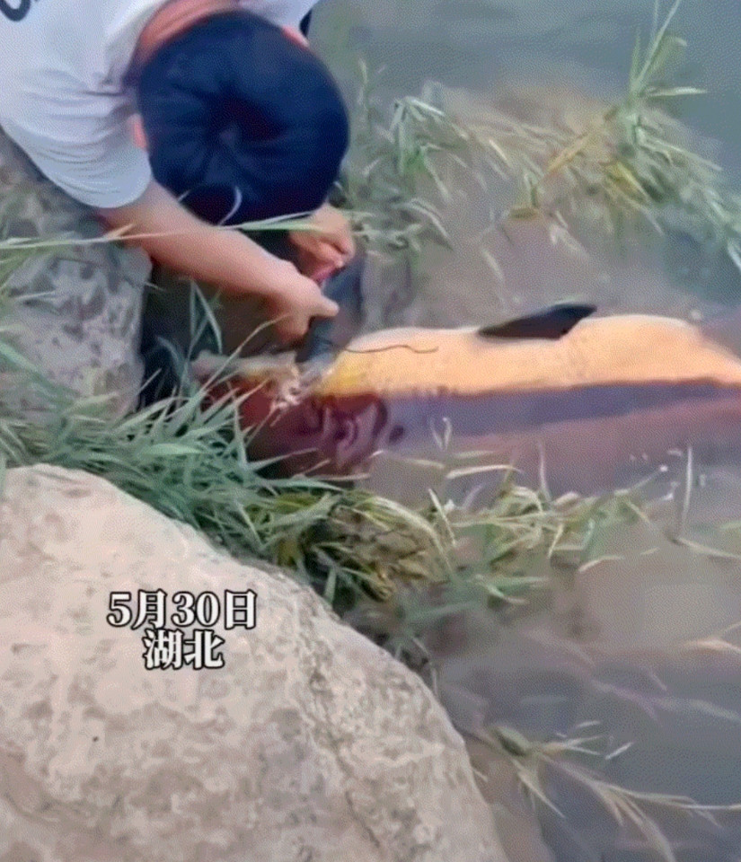 湖北，一男子去钓鱼，期间便有一条大鱼上钩，上一秒男子高兴不已赶紧收杆，可等鱼拖到