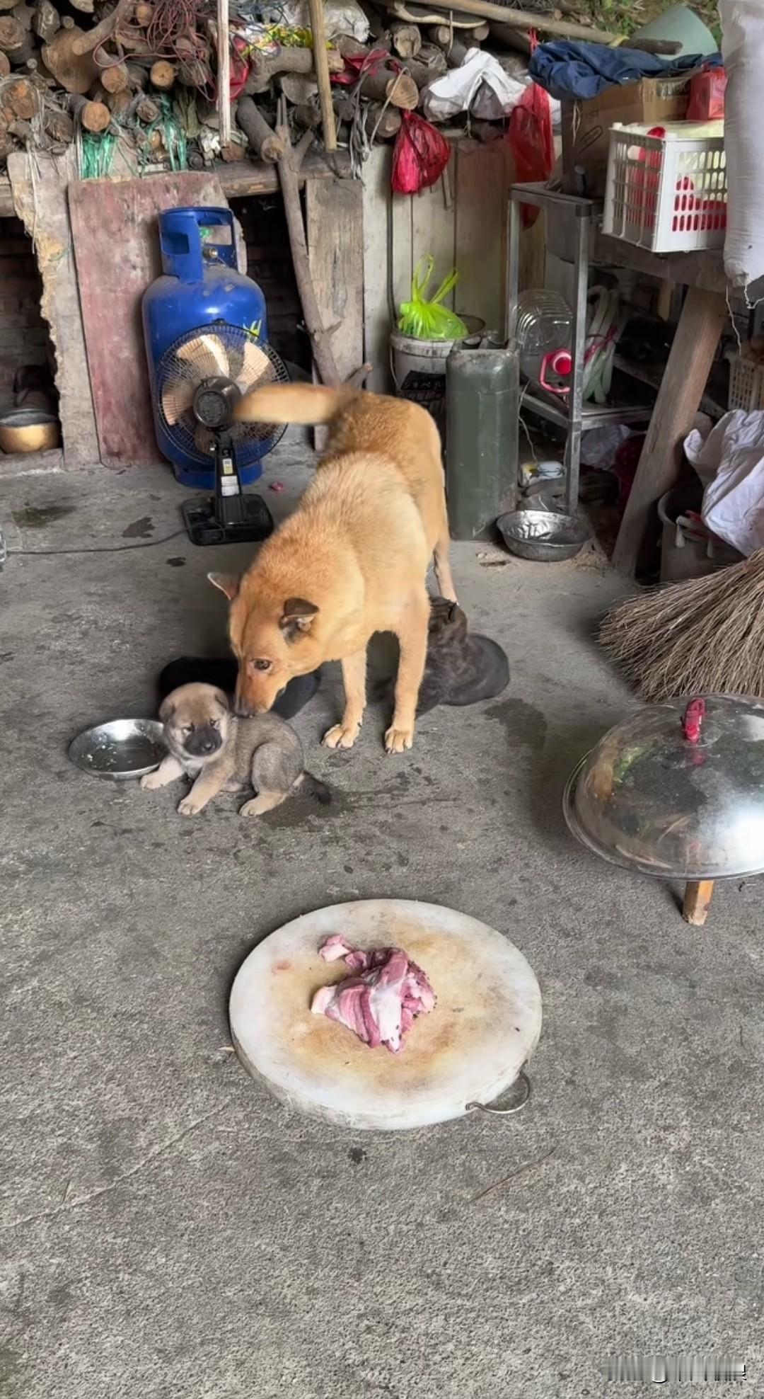 案板上摆着主人切好的猪肉，嘴馋的小狗崽想去吃，狗妈妈大黄叼起它放回原处，教导道：
