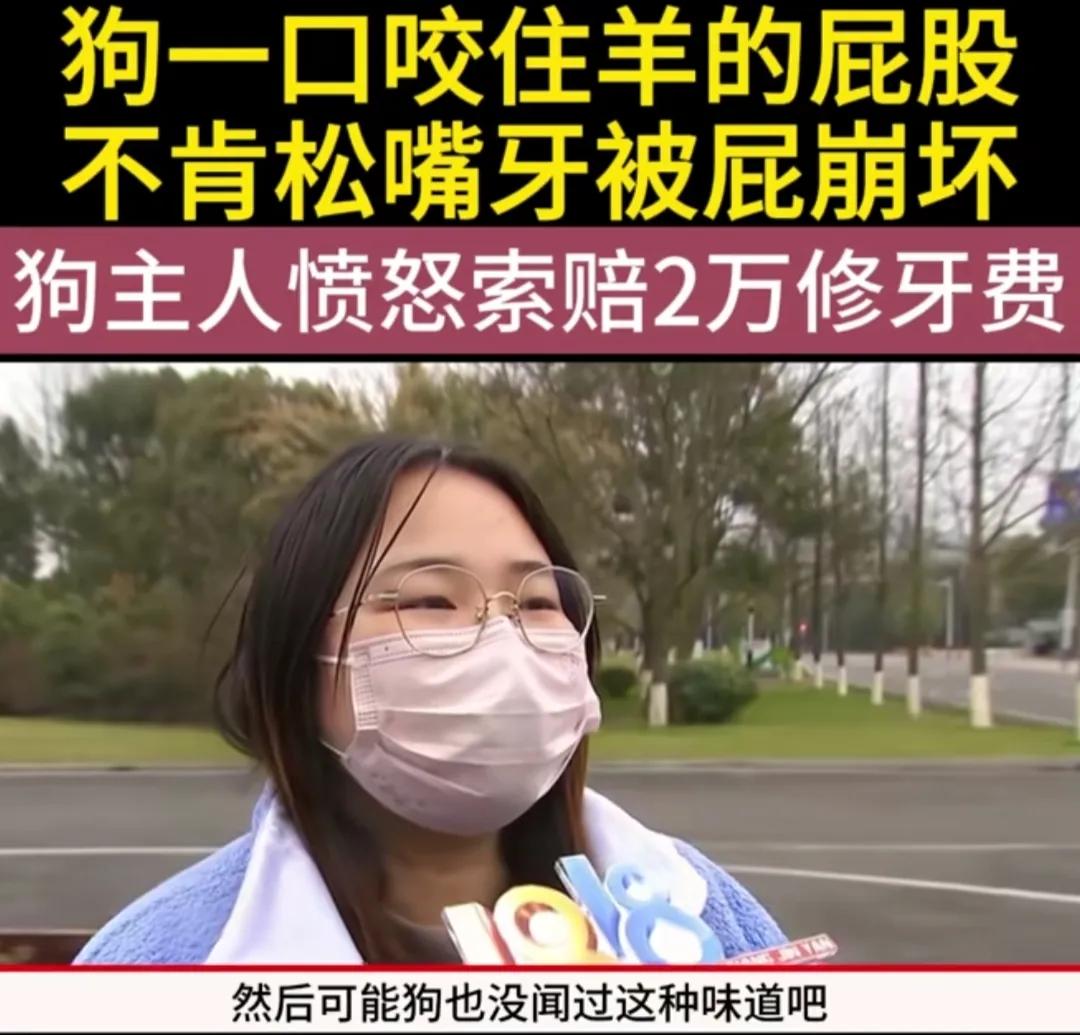 “到底谁该赔偿谁”？浙江湖州，大狗咬住羊屁股想蹂躏一番，结果狗牙却被崩断，狗主人