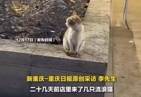 猫咪被火锅店收养后每天出卖色相揽客，顾客暴增但…猫无助：也没说要干这个啊！