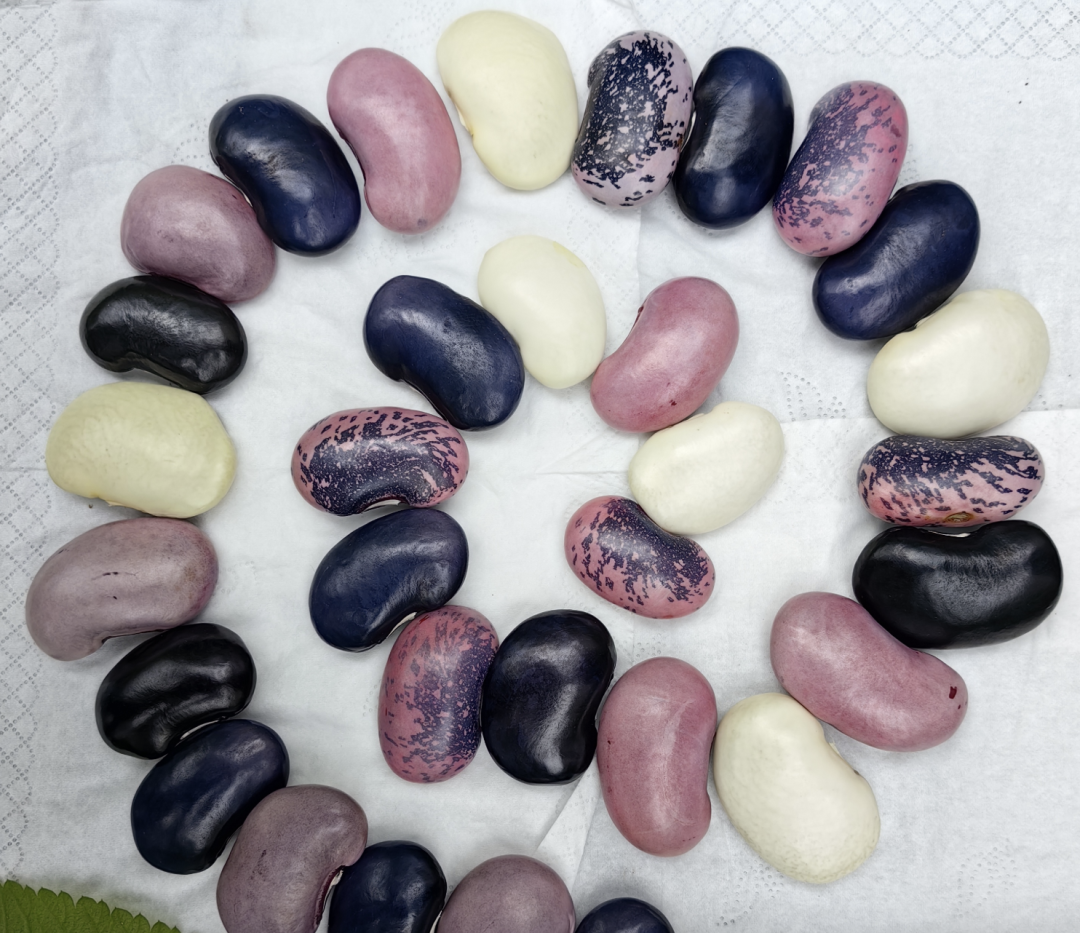 120万元！这颗‘芸白豆3号’为何价值连城？