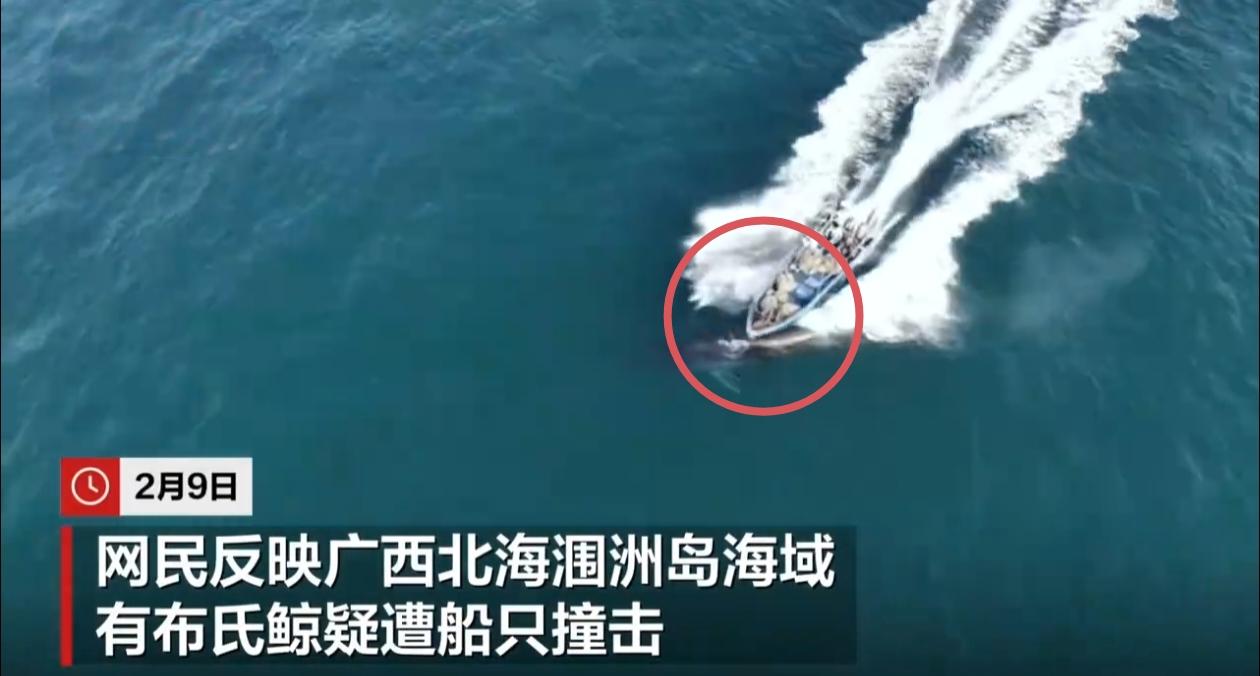 2月7日，广西北海涠洲岛海域发生一起渔船撞击国家一级保护动物布氏鲸的恶性事件。现