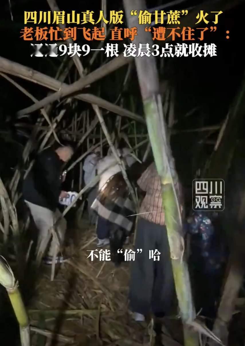 9.9元能玩出啥花样？四川眉山的农民大哥直接把甘蔗地变成“真人猫鼠场”，居然火到