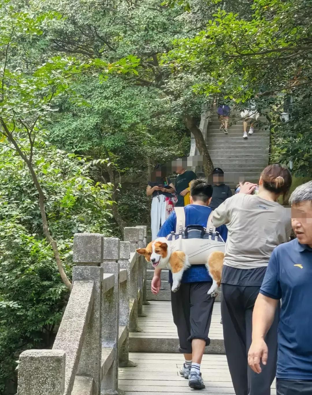 笑不活了！小伙带自家狗狗登山，因路程远台阶多怕狗子累着，于是用双肩背带将狗子背在