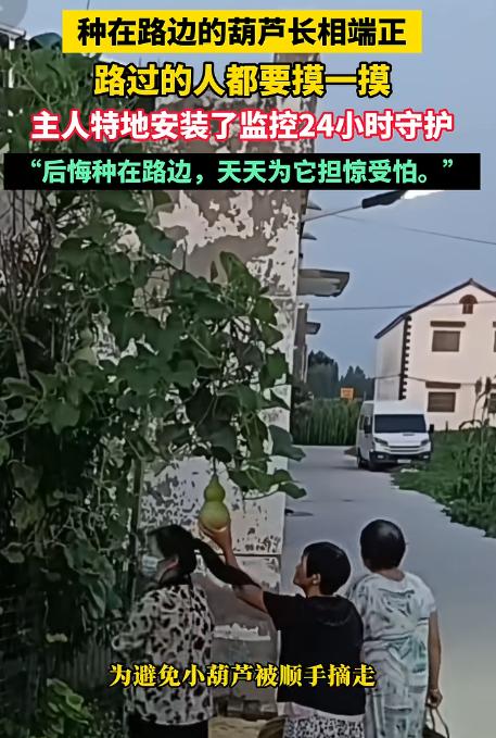 “笑不活了！”7月26日南昌晚报报道，河南新乡，男子种在路边的葫芦结了果，哪知这