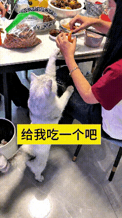 视频看了好几遍，画面特别有意思。女生坐在一旁吃虾，一旁的小猫馋得不行，直接站起身