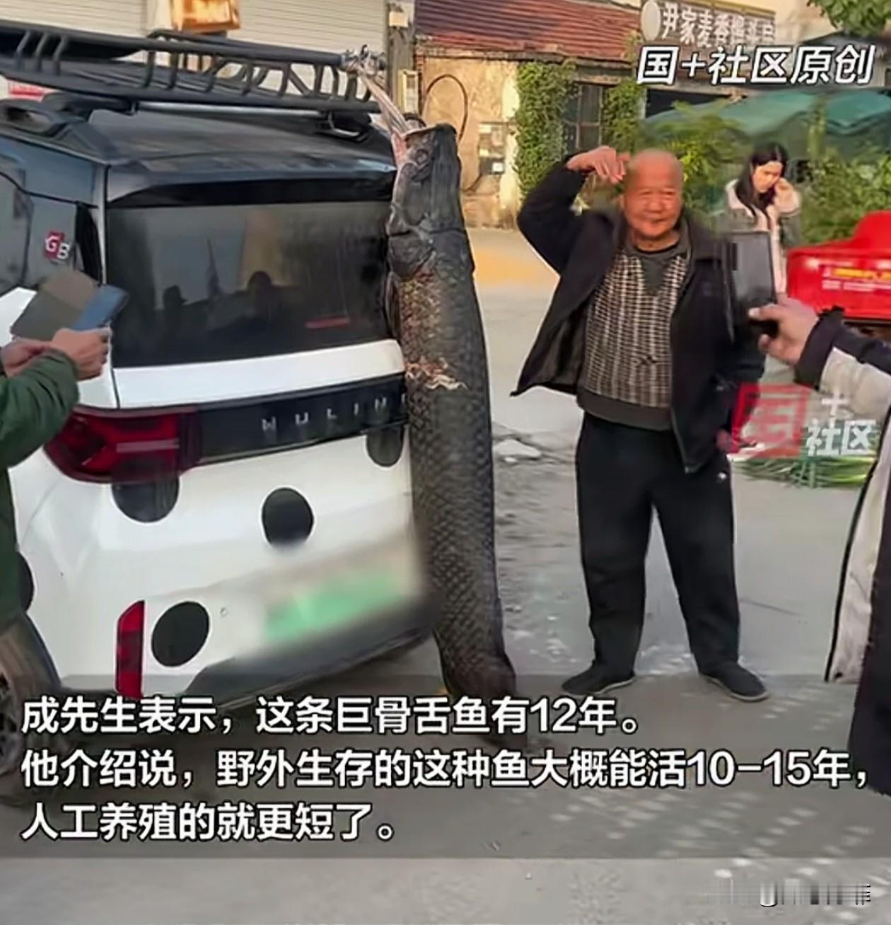 山东，男子回家喂鱼，突然发现自己养了12年的巨骨舌鱼，寿终正寝了，他对鱼已经有了