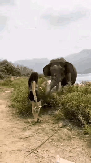 具有野性的强壮动物总是能得到美女的青睐。她们总是用危险的靠近来满足自己的征服欲