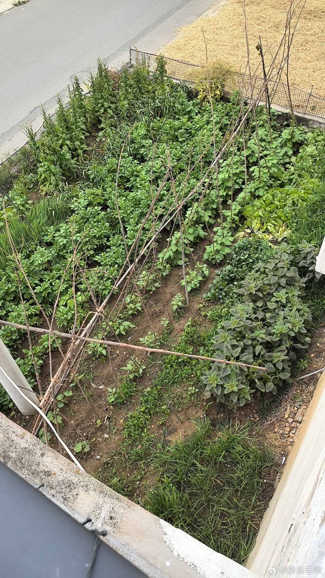 想吃无农药蔬菜，就得接受虫蛀洞洞这是我农村老家的菜园和果园。退休以后的生活，很值