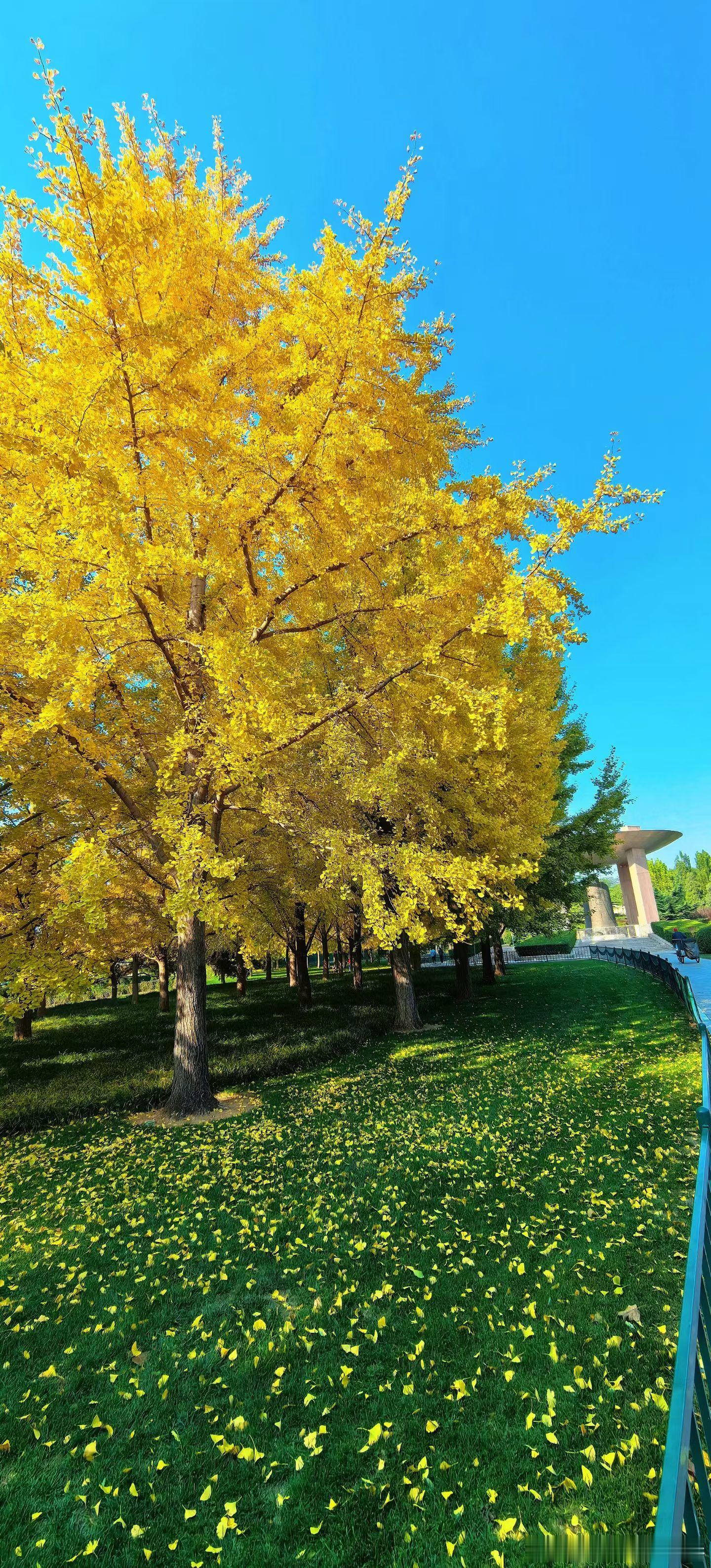 生活手记来到北京，我马不停蹄地寻找秋色。其实北京的秋色随处可见，香山的秋景虽美，