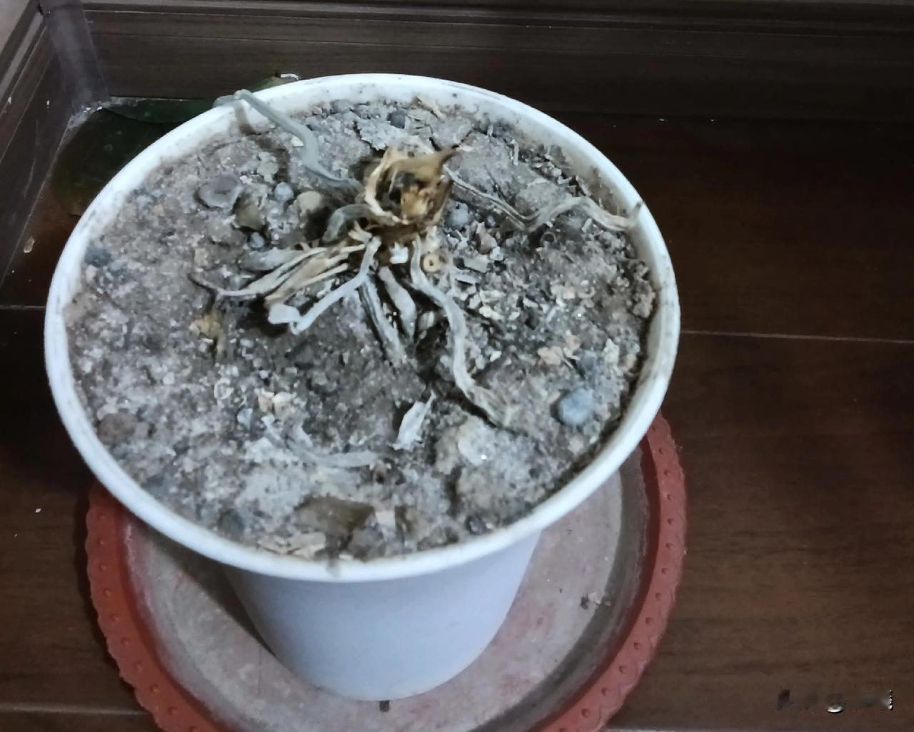 再一次给“养花爱好者”这话蒙羞！养了两年的蝴蝶兰长得郁郁葱葱，去朋友家串门，
