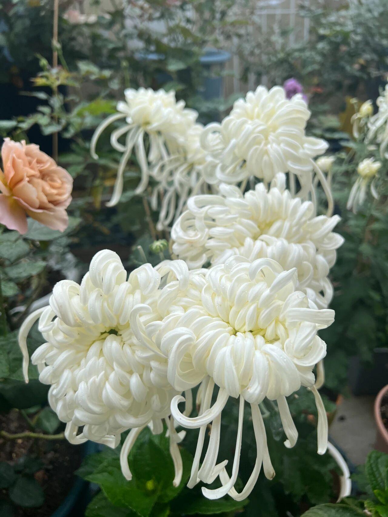 瑞云殿菊花届的“白月光”，白色的花朵圣洁高雅、仙气飘飘。管状花瓣，末端微卷，更