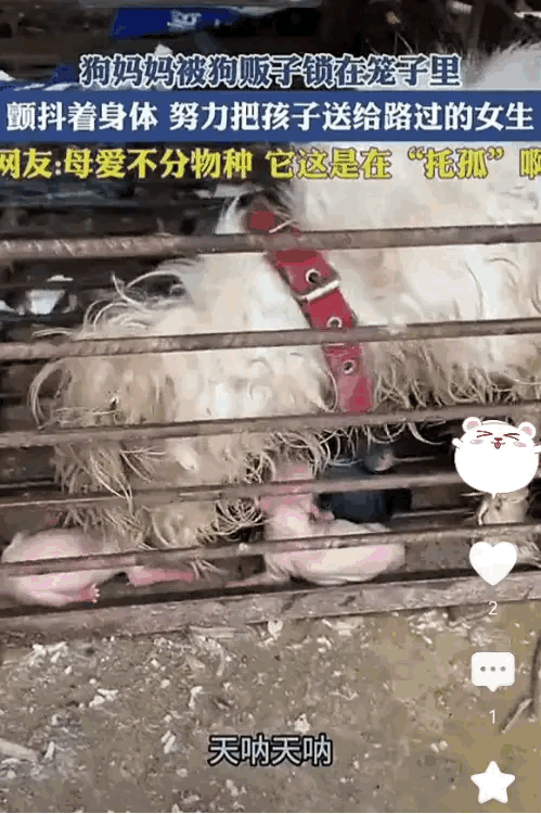 狗妈妈在送去屠宰场的笼子里生了宝宝，狗妈妈颤抖着身体，努力的把宝宝送出笼子外面，