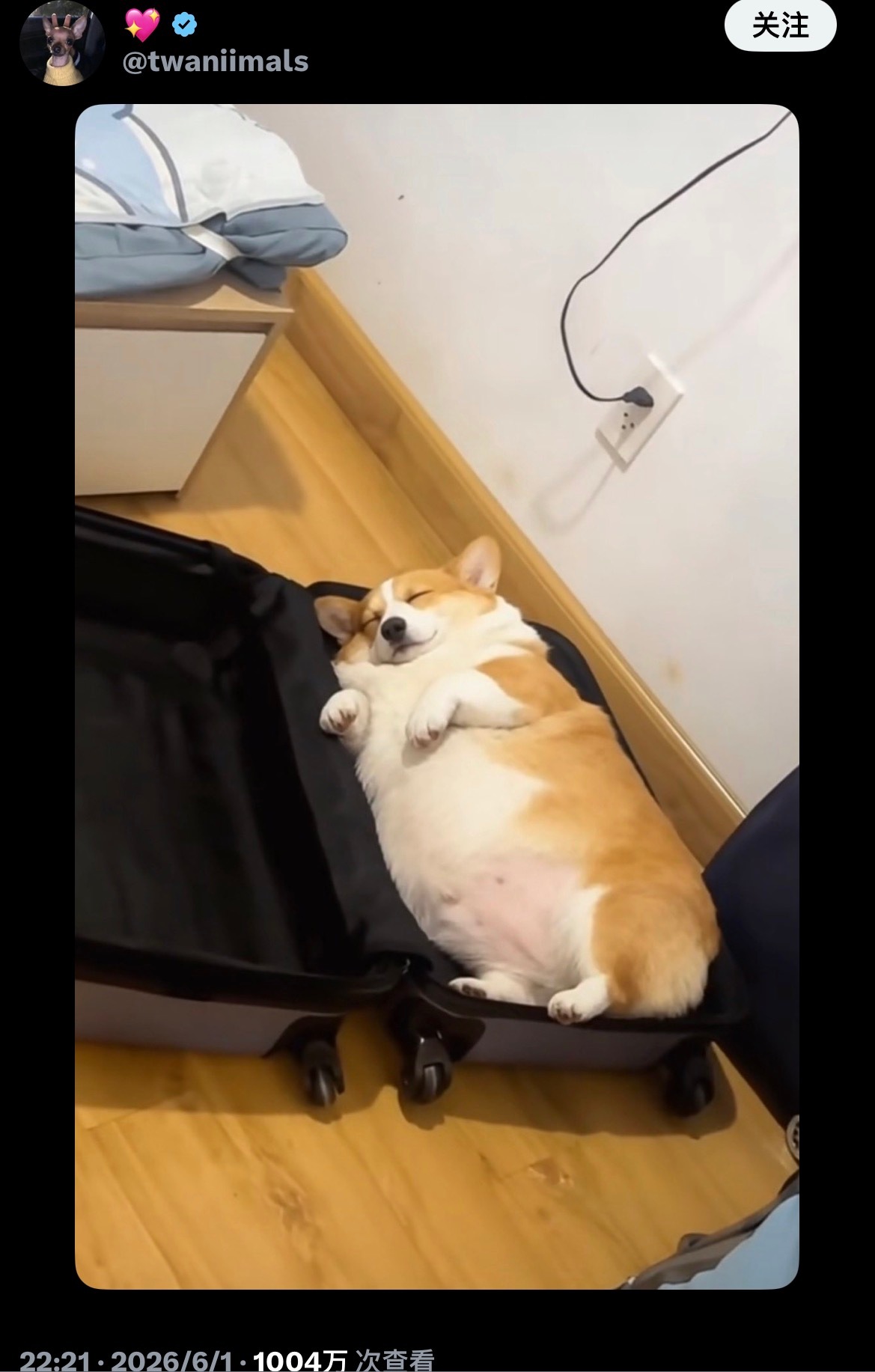 有点像盼盼面包🤔