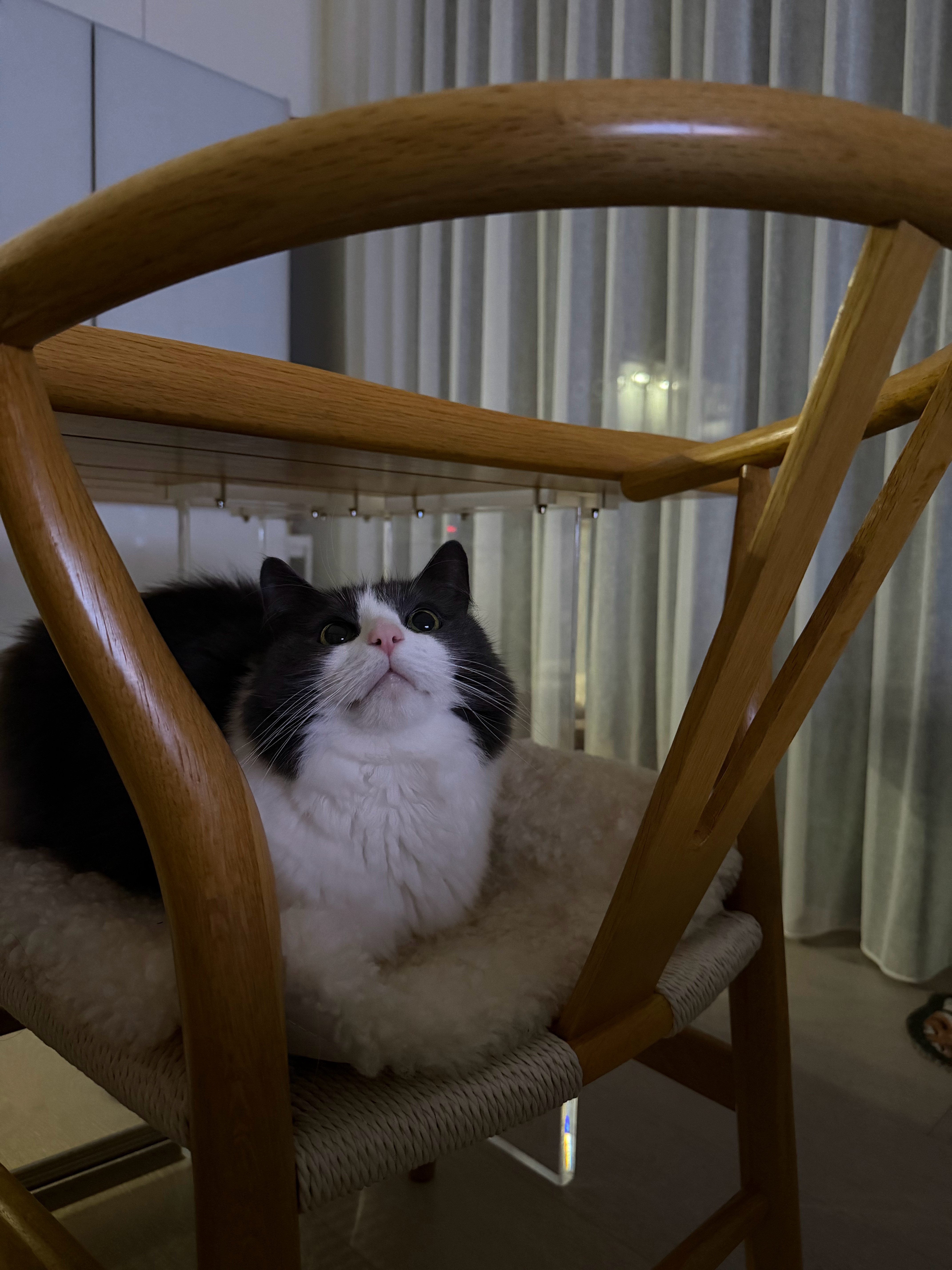 两只很完美的小猫咪
