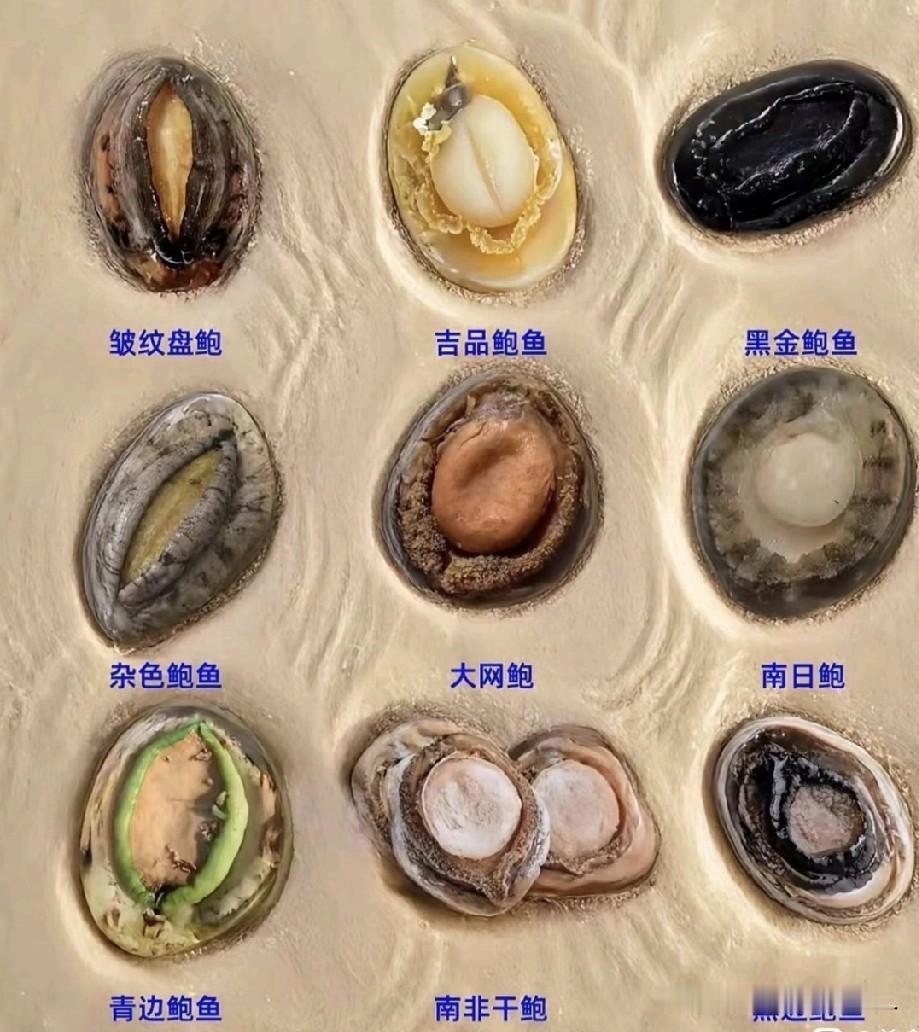 总结出来的鲍鱼品种一览，来认识一下，有没有吃过的？