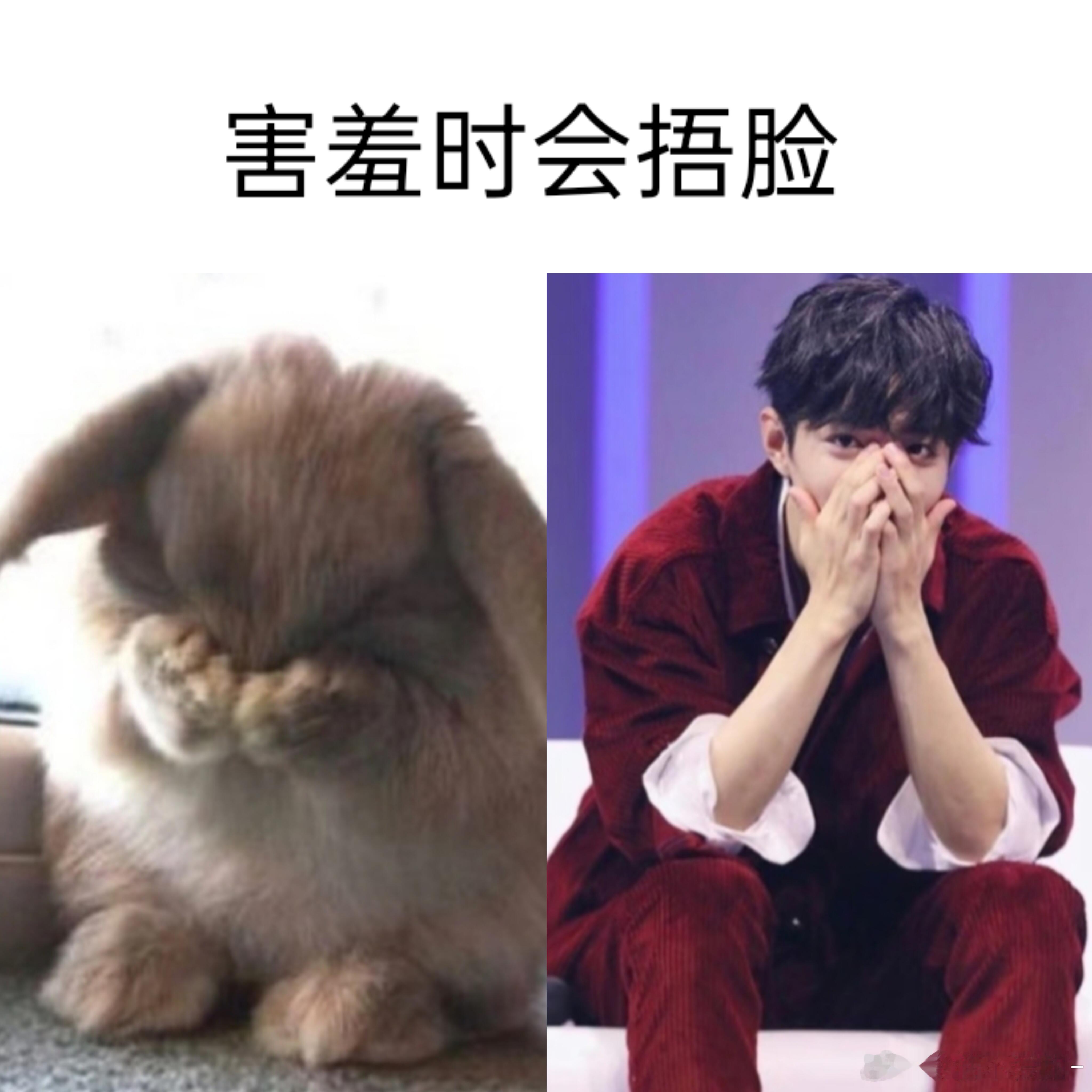 找到了肖战是小兔子的证据₍ᐢ.ˬ.ᐢ₎​​​