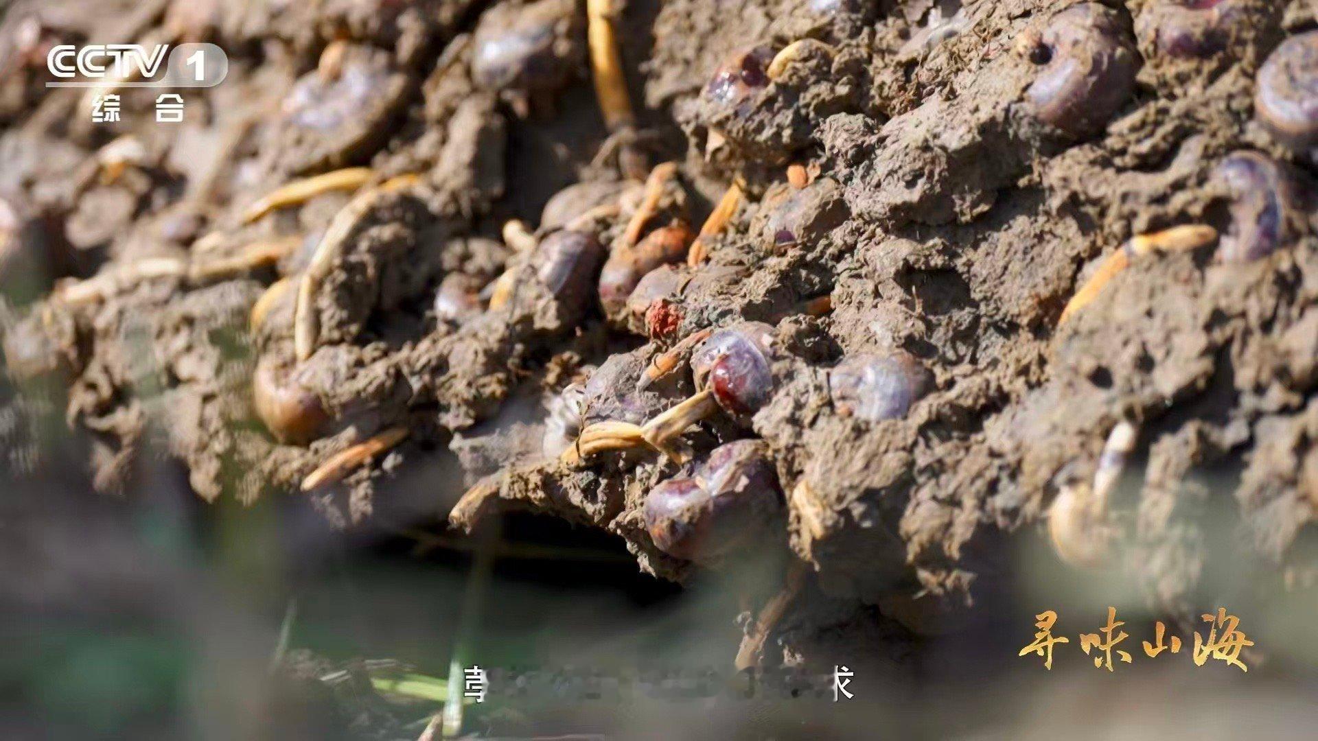 名字带马的水果你吃过吗谁说水果一定要结在枝头？江西荸荠偏要埋在土里长成“马蹄”