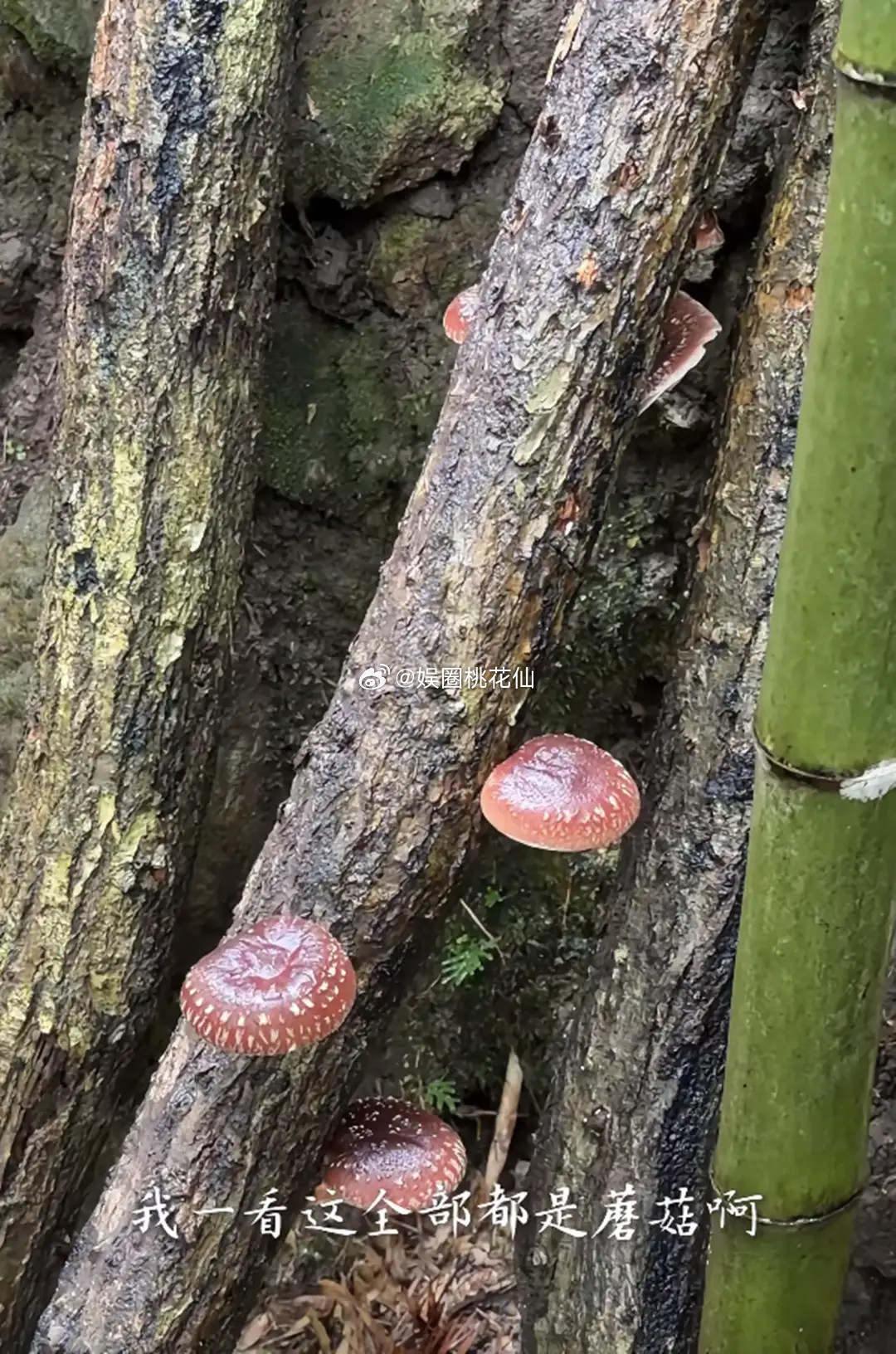 林依轮妻子西华开心在社交平台分享出第一次在山里采蘑菇视频。她还配文写道：“蹲在地