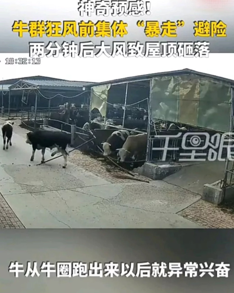 “太不可思议了！”河北邢台一处养牛场内，原本正在安静吃草的牛群，突然情绪异常躁动