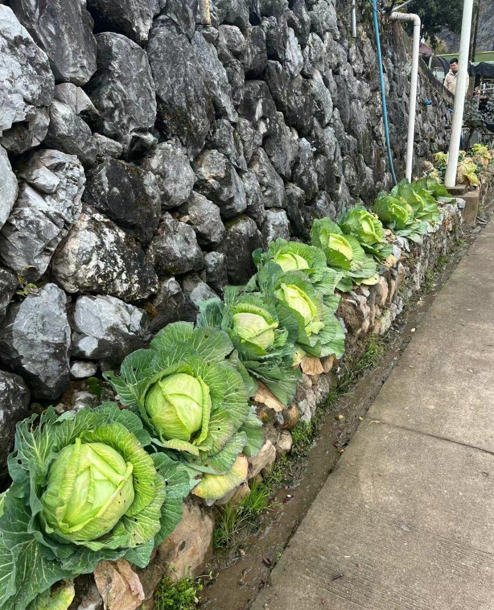 有块菜地真就感觉自己好富有[笑着哭]