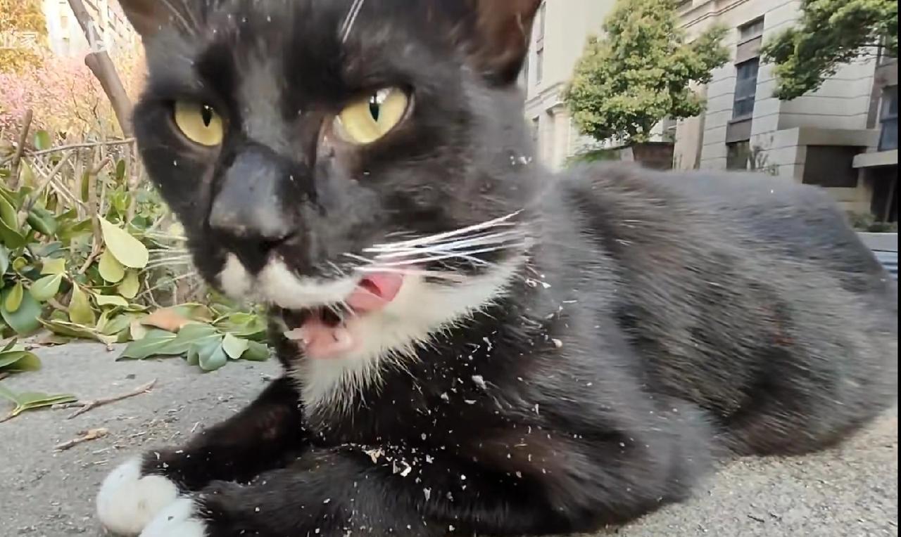 快来帮忙瞧瞧，这只流浪猫咪是什么品种呀？今天，在小区碰到一只流浪猫，模样十分奇