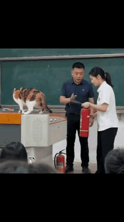 这就是猫咪的顶级自信——快到你看不见！😼