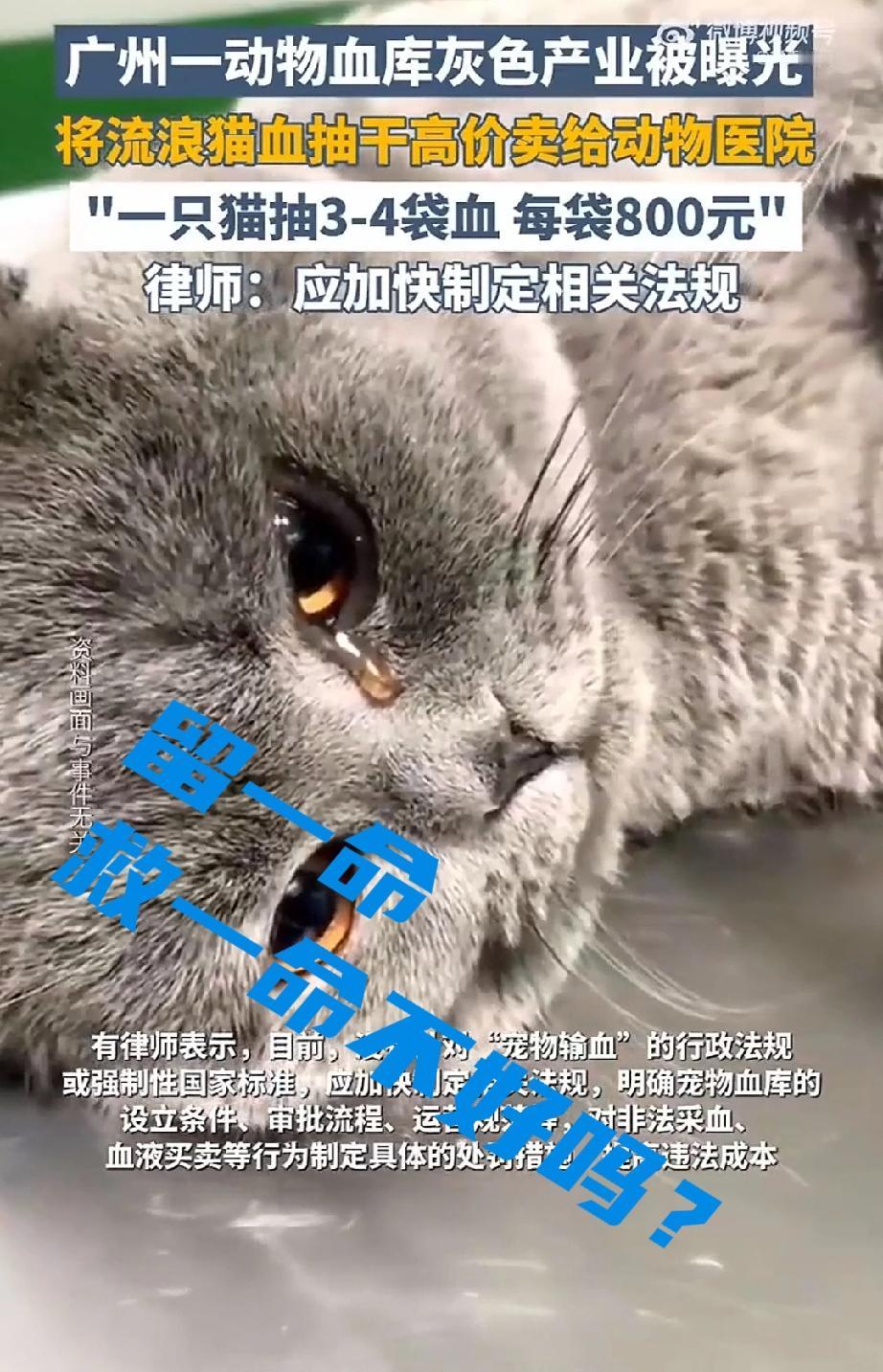 留一命,救一命,不是更好吗?广州一个动物血库的灰色产业被曝光,他们将流浪猫的