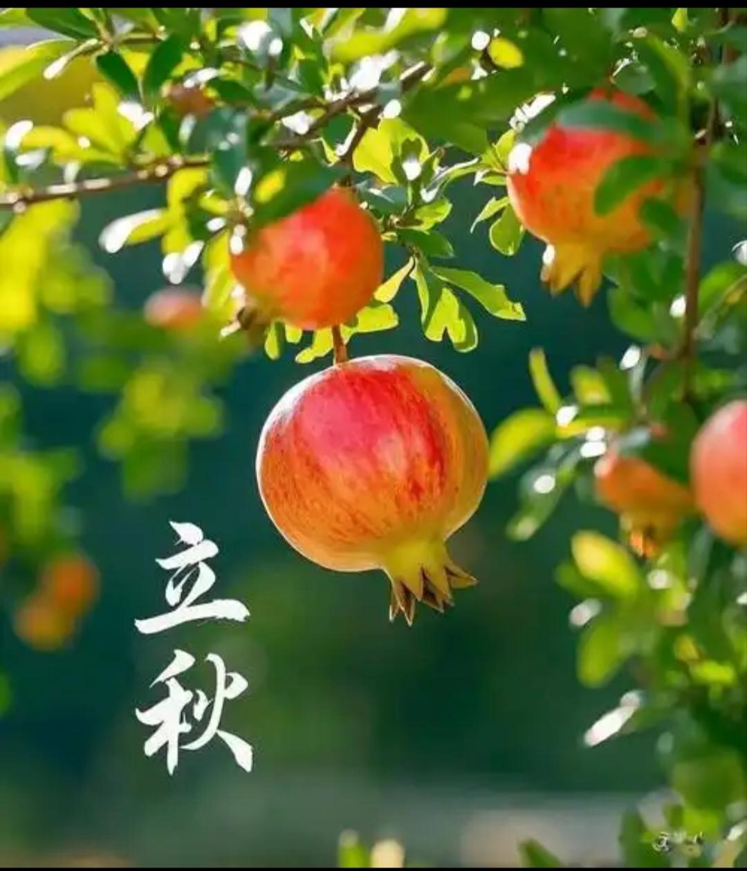明天是立秋节气你知道晚立秋是什么意思吗？明天8月7日是立秋，今年可是晚立秋，交