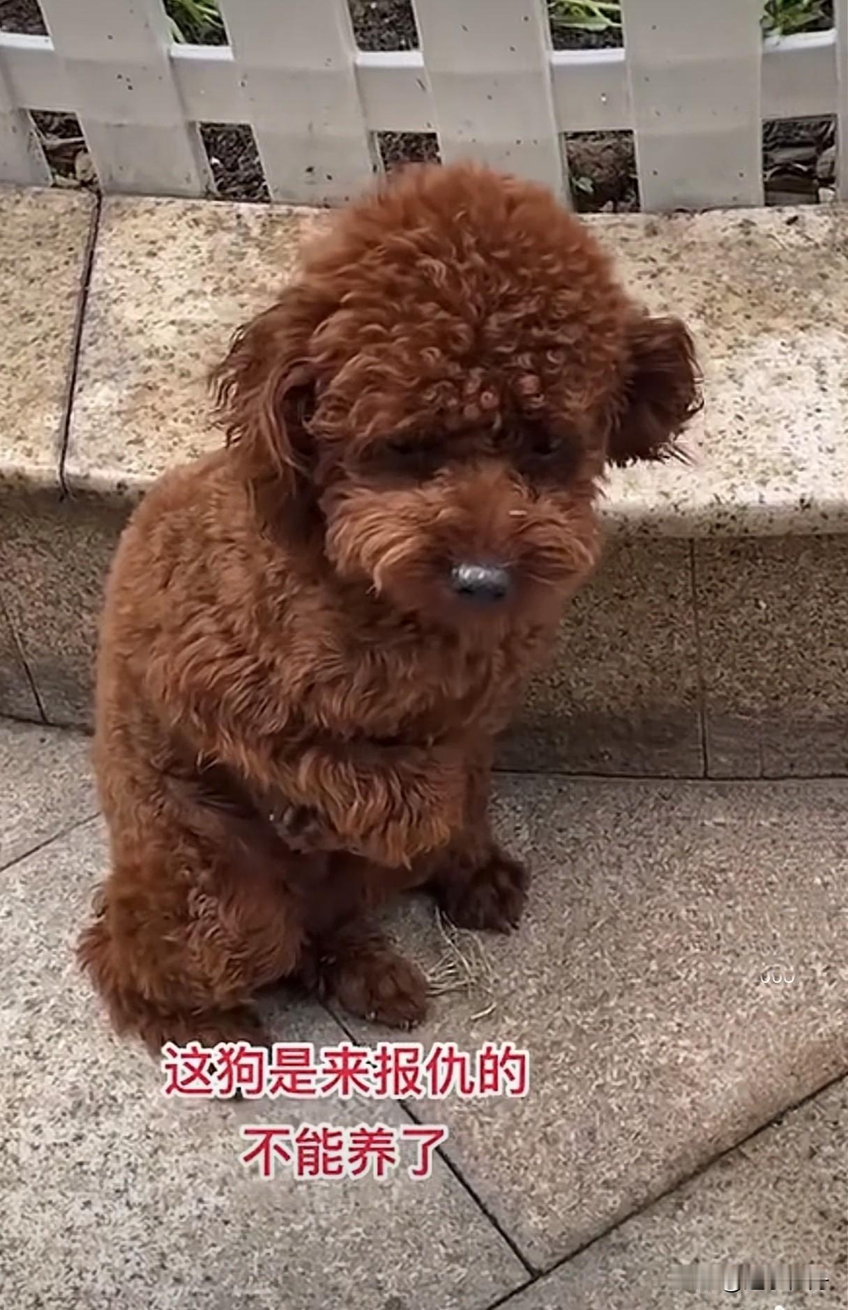 这只泰迪领回来老是乱咬东西，家里几万块的沙发都被咬烂了，教训了几次还是改不了，被