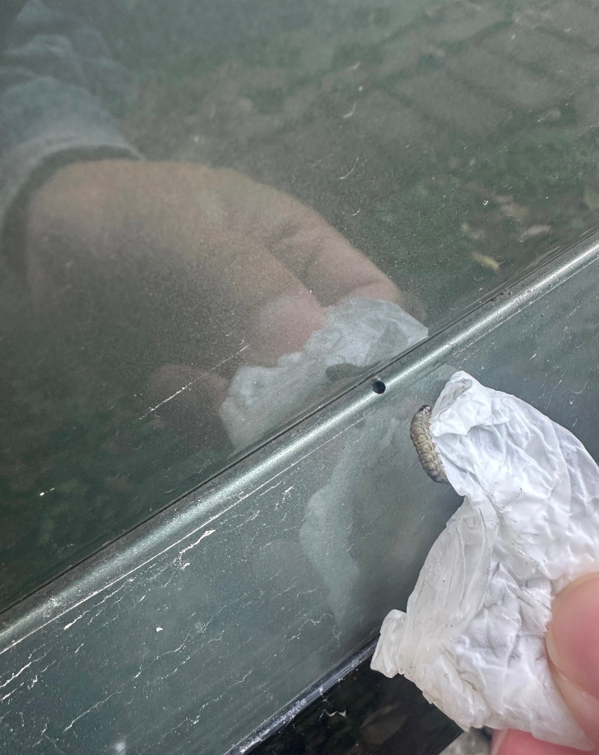 网友发帖，自己的车竟然被虫子啃了。一翻评论区，出现这种情况的还真不在少数大家的车