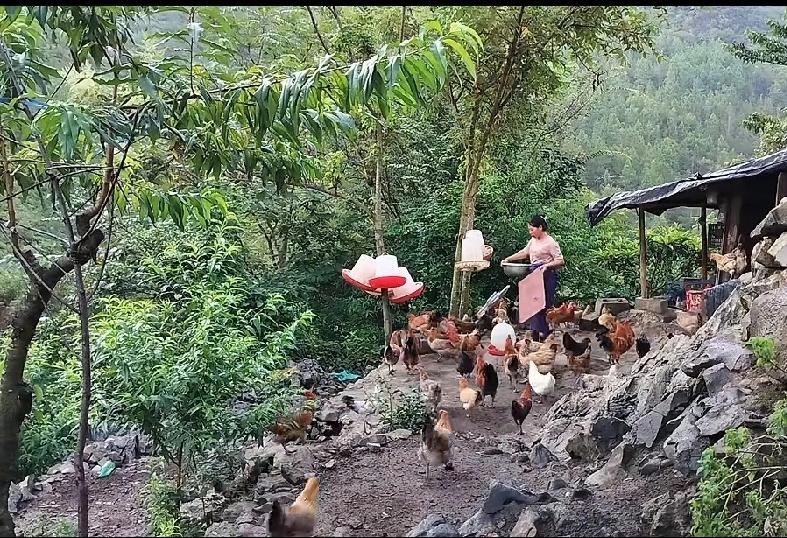 市场上四五十元一只的鸡，商贩说是“土鸡”，纯粹是骗人的。农家喂养的土鸡到处跑，在