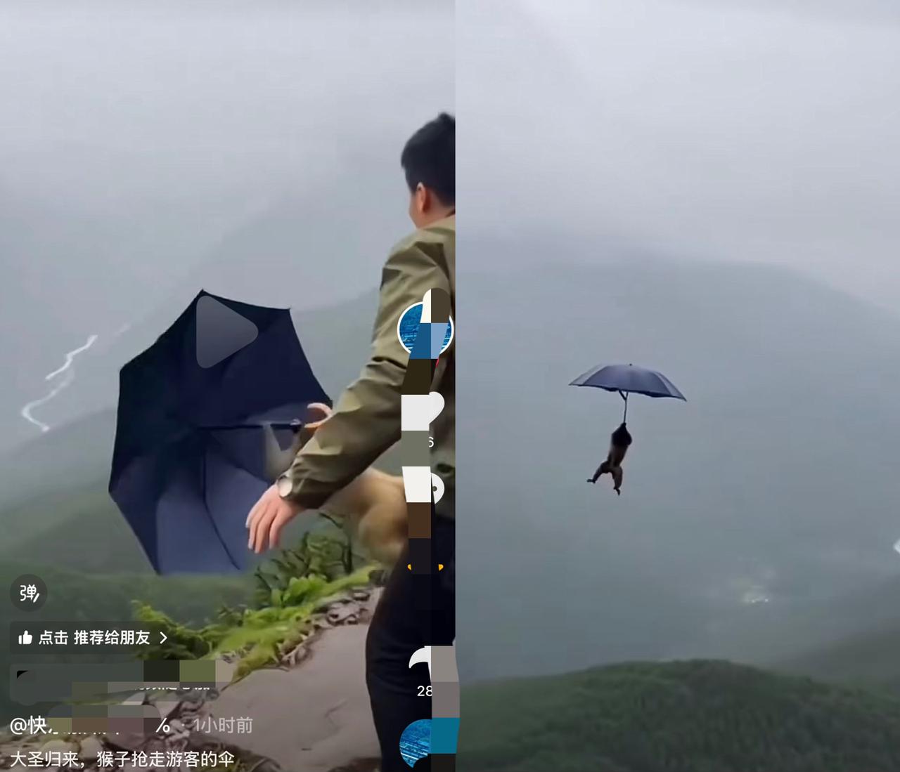 在国内的一个旅游风景区,一只猴子突然窜出,抢走了一位游客的雨伞。当时高山地势险峻