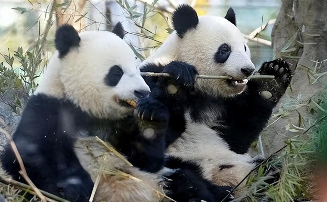 /中方再出手！与日本关系彻底恶化，再无转圜余地！据媒体12月15日报