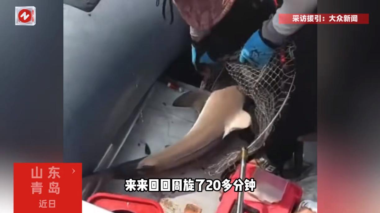 “这能吹一辈子了！”山东青岛，男子在胶州湾海钓，原本只想着钓点鲈鱼、鲤鱼之类的常