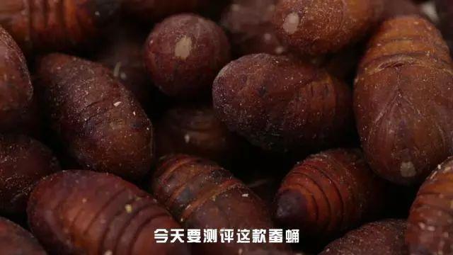 蚕蛹能不能吃? 连皮一起吃的香酥蝉蛹在这里!
