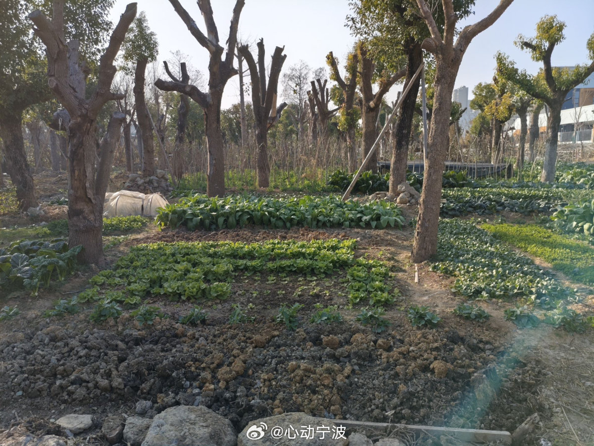 【宁波一小区外空地成菜地，邱隘镇：属农田，尚未征收】1月6日，网友向宁波民生e