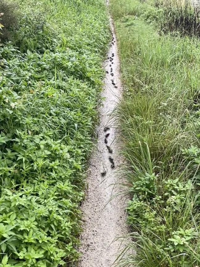 “这下解释不清了！”近日，广东汕头，一女子发现下完大雨后，田间的小路上都是同一种