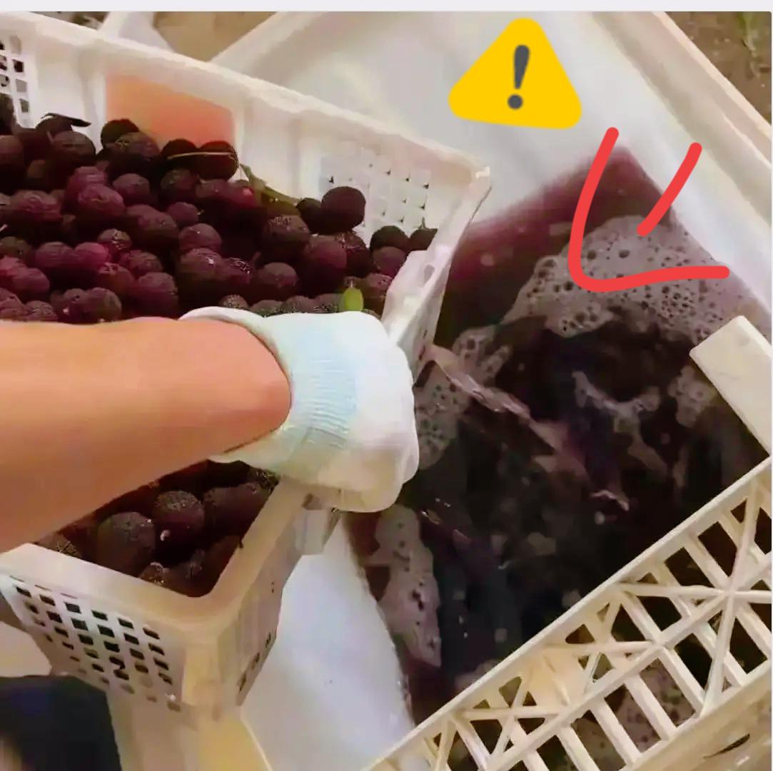 药水泡杨梅的黑心商户，说了一句特别精彩的话。他说：你要是曝光我，比我害人更可恶