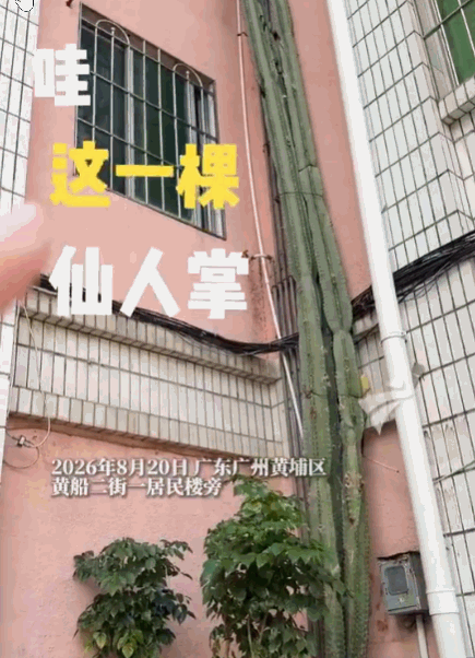 无心插柳柳成荫！广州黄埔，一楼住户多年前随手种下一棵区区50厘米的小嫩芽，随后便