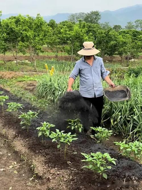 绝了！草木灰居然是天然杀虫药！2招灭虫不复发别扔草木灰啦！杀虫效果直接拉满