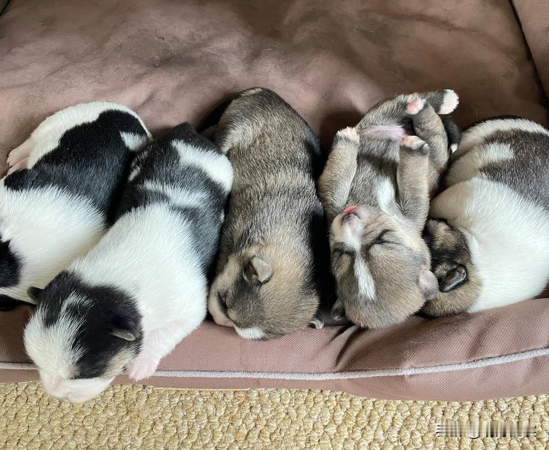 家里刚生的五只小奶狗，萌萌睡态好可爱。