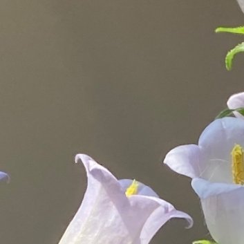 0000风铃草的日常种植养护秘籍寓意：风铃草象征温柔、健康、感恩、创造力。喜欢它