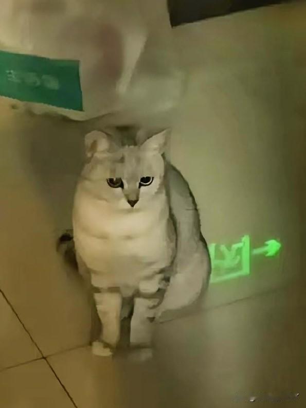 别让一时兴起，成为毛孩子一生的苦难！有位女子住在9楼，常有一只正在哺乳期的英