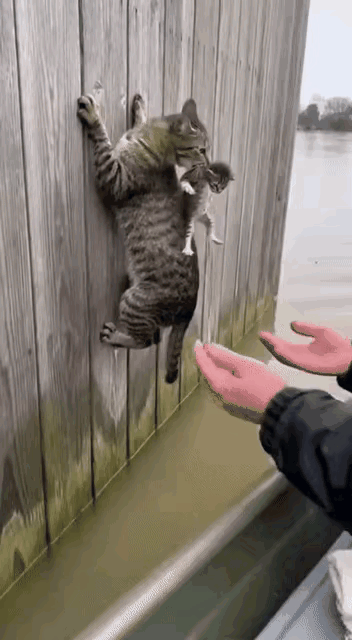 调皮的小猫落水后不停地嚎叫，猫妈妈赶来时小猫已随着水流漂了很远。情急之下，猫妈