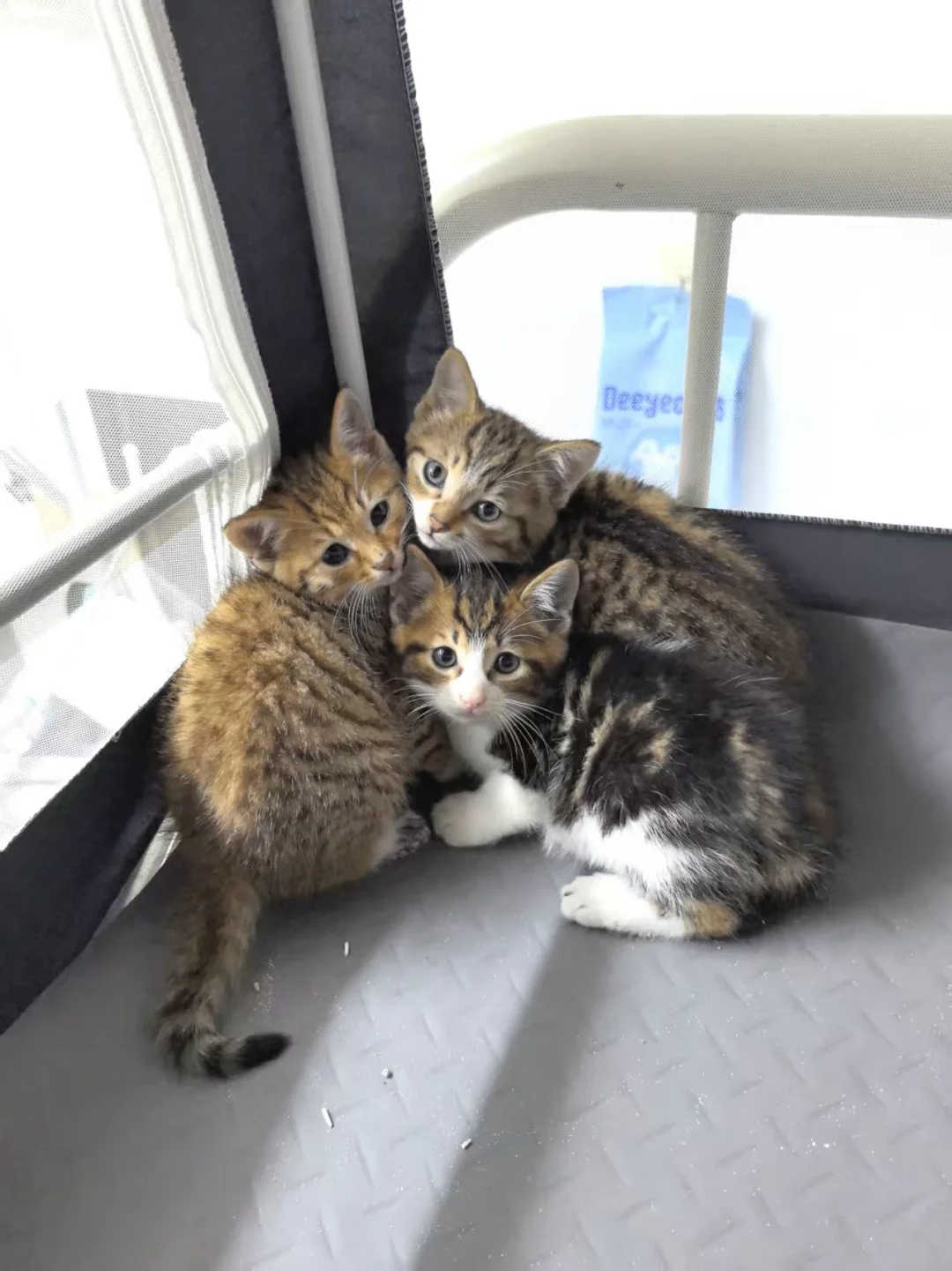 这是真的豹豹猫猫！（找领养）