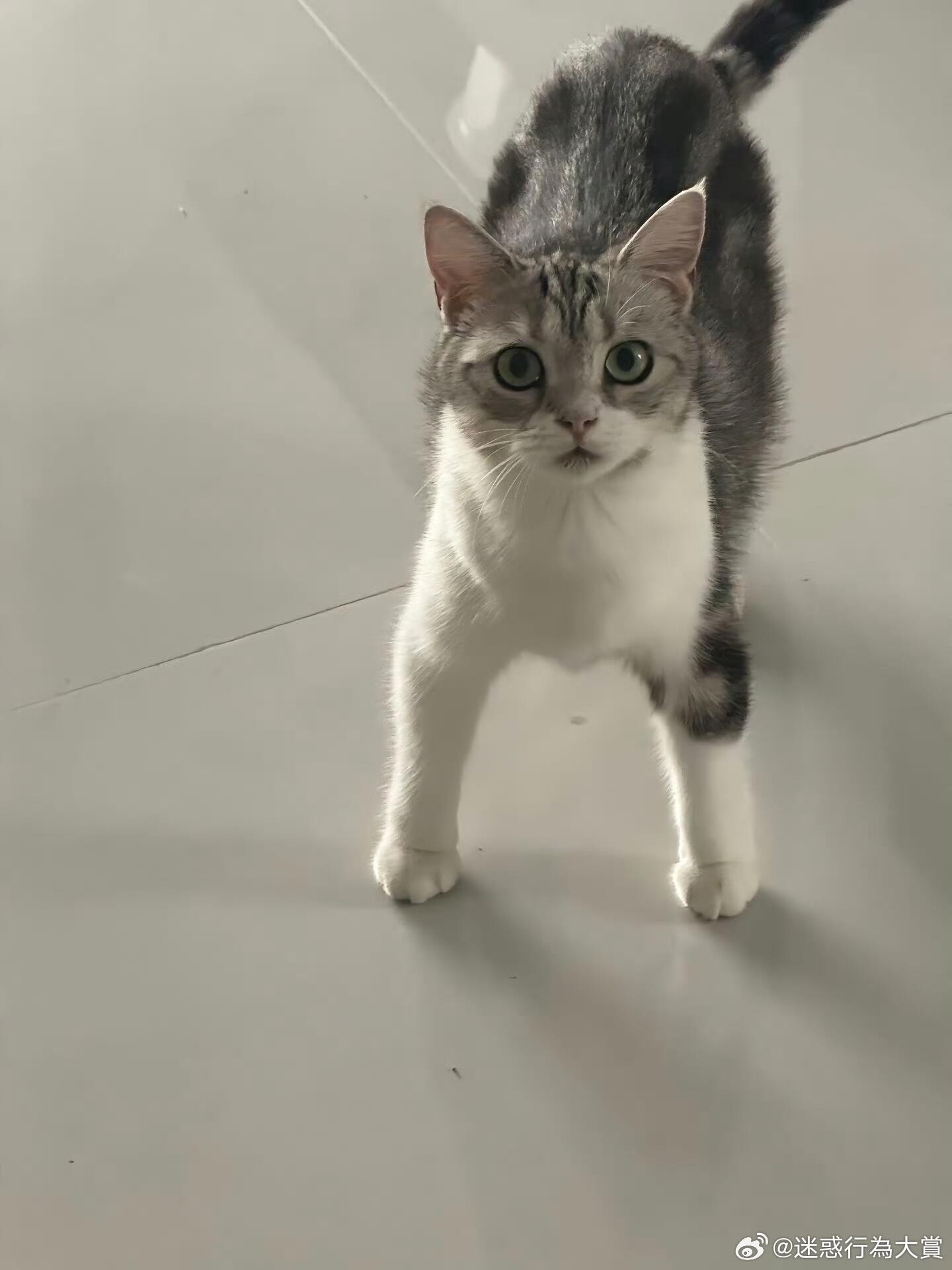 猫咪抱瓜降温留下后遗症