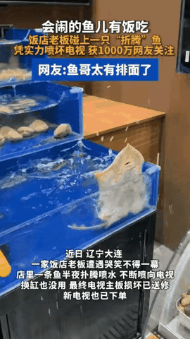 辽宁大连一家饭店里，养着一条孔鳐，当地人都叫它老板鱼。每到深夜饭店快要打烊的时候